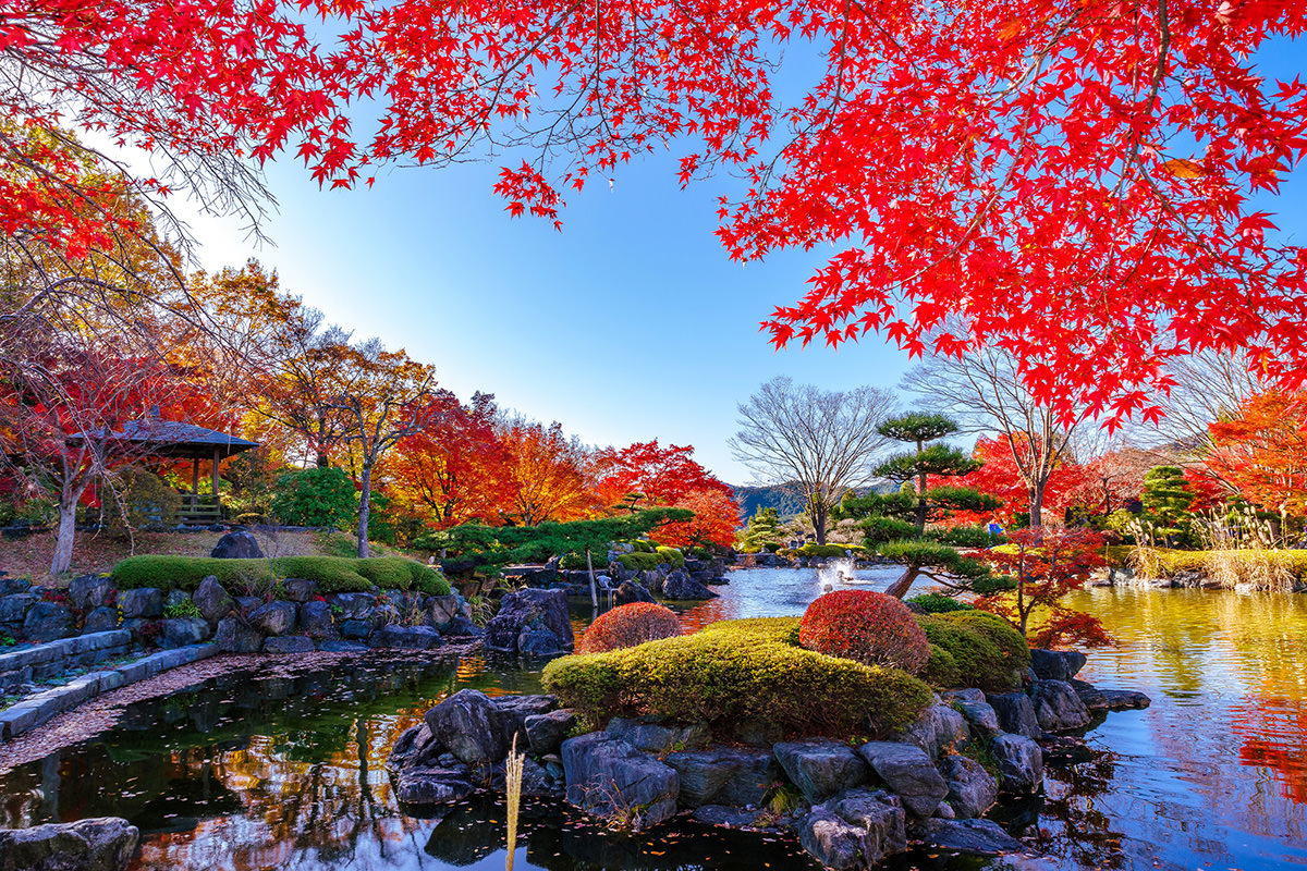 冬桜と紅葉が交差する奇跡の絶景！桜山公園の最新見頃と混雑回避法