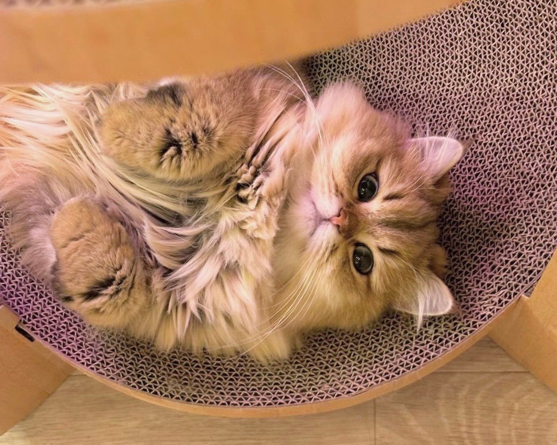 福岡の猫カフェ徹底比較！天神・博多の穴場から保護猫まで2026最新