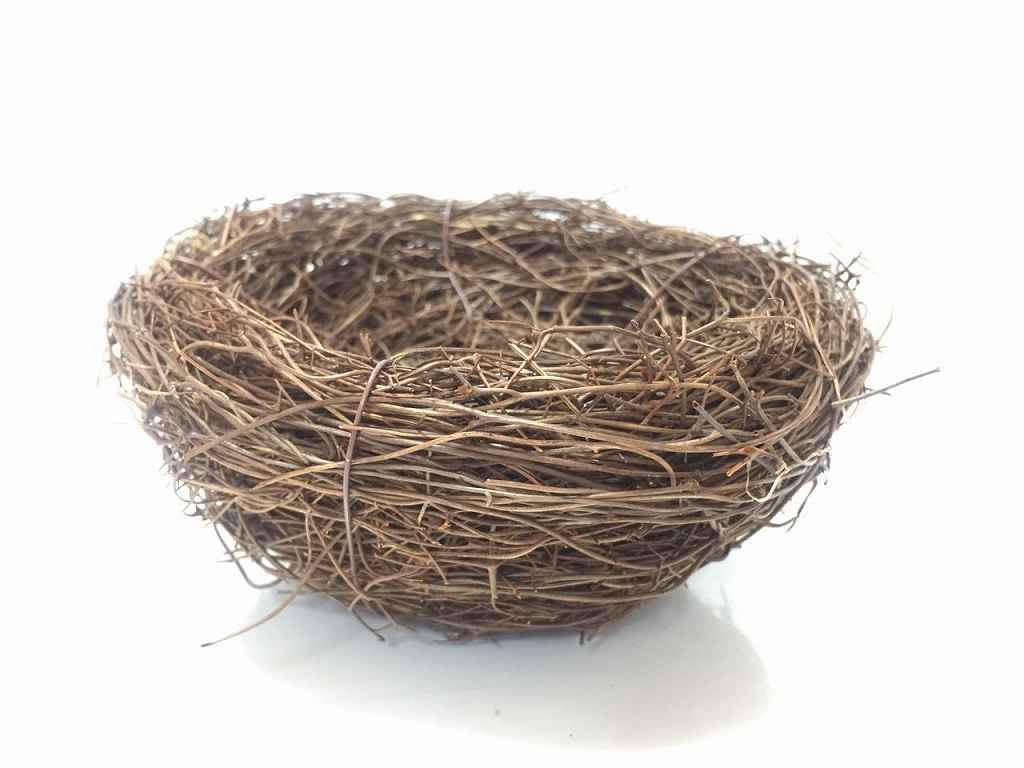 撤去か保護か？鳥の巣を巡る炎上騒動の全貌とネットの反応を追う
