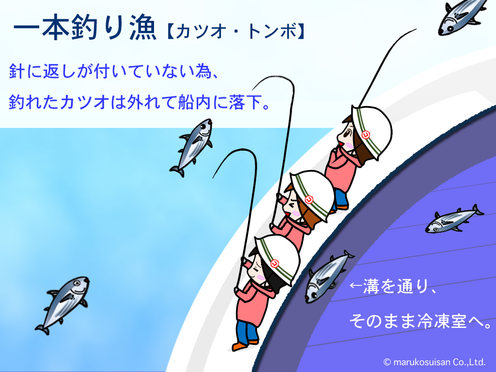 カツオ一本釣りの仕組みとは？散水と返しのない針が生む鮮度の秘密