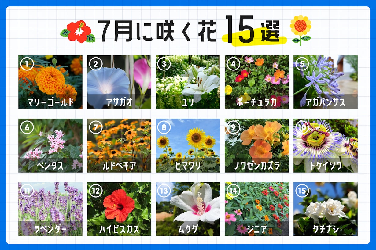 7月の花2026決定版！代表種の花言葉と見頃・失敗しない育て方