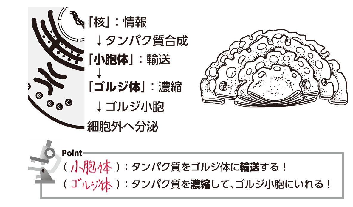 細胞内の流通センター！ゴルジ体の働きと輸送の仕組みを徹底解説
