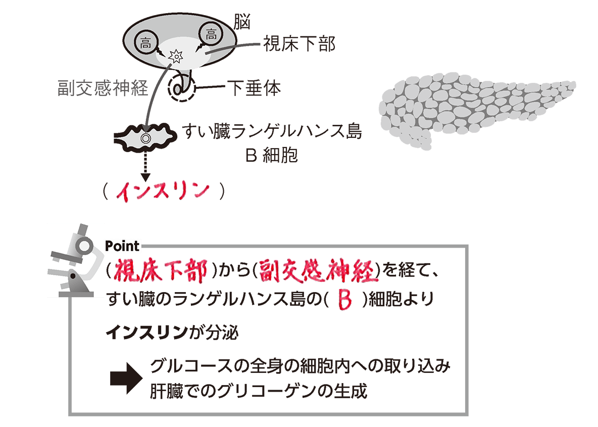 血糖値を下げるホルモンが体内唯一の真相｜インスリンの謎と最新対策