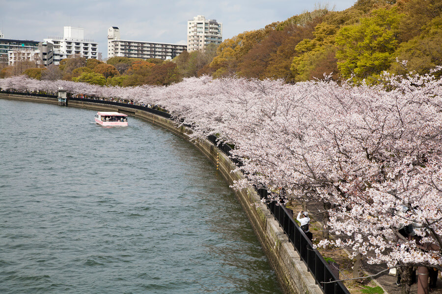 【2026年最新】水都大阪の桜と川が紡ぐ極上リバーサイド：毛馬桜之宮公園の新たな魅力と現地ルポ