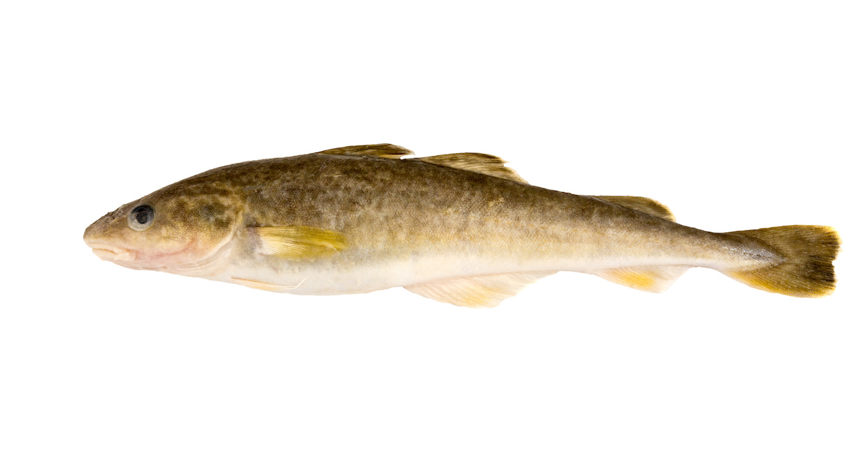 難読「氷下魚」の絶品な食べ方とは？硬い干物を簡単に剥くコツを徹底解説