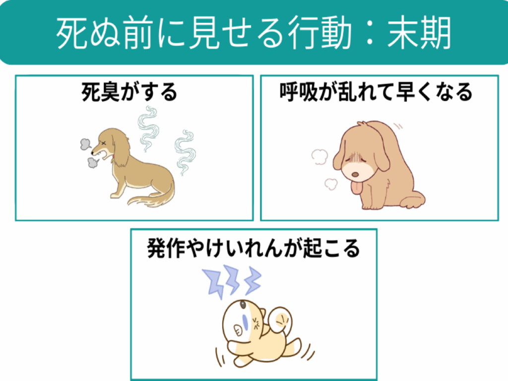 犬が老衰で死ぬ間際の兆候と変化｜苦しいのかの真実と後悔なき看取り方