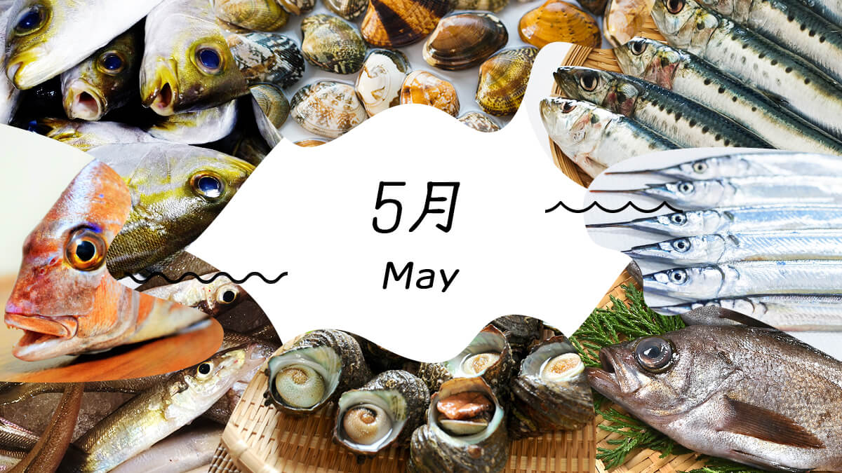 【2026最新】5月の旬魚決定版！初鰹や真アジを極上の味で楽しむ選び方