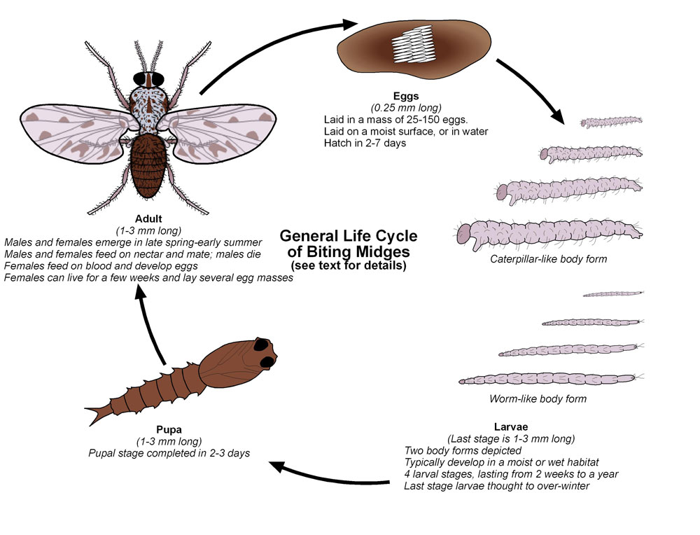 How Long Do Midges Bites Last