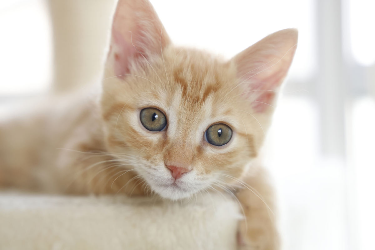 猫はなぜ可愛いのか？科学が解明する魅力の正体と心理の罠