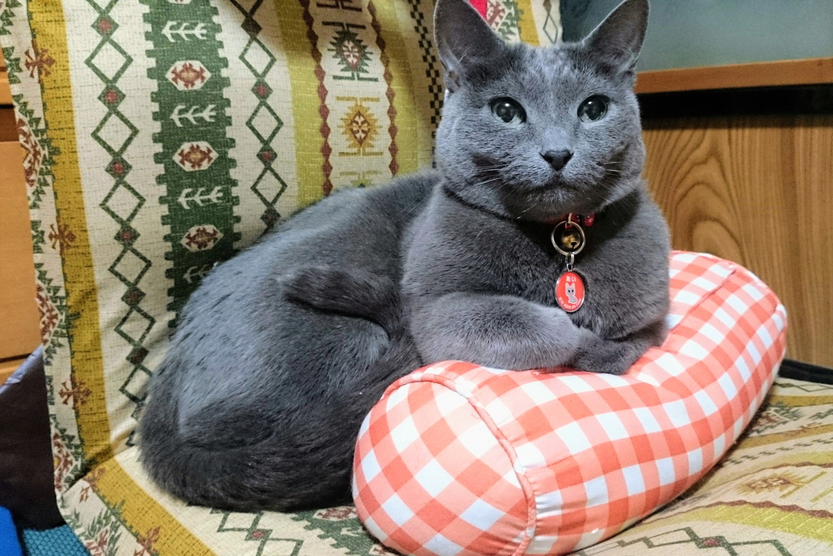 Sns騒然のムキムキ猫は病気か？筋肉肥大の真相と遺伝の謎を徹底追跡