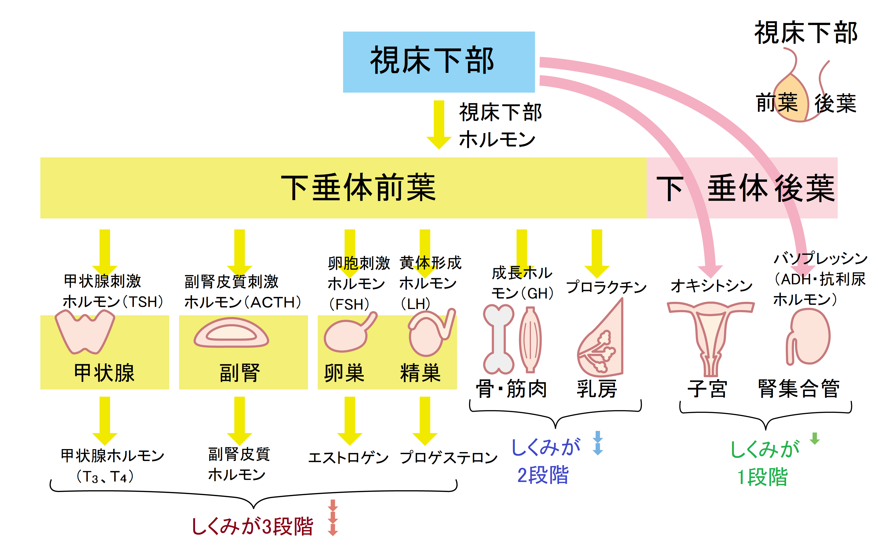 問屋直営の超極上ホルモン！肉番長が誇る人気の秘訣と仕入れの裏側