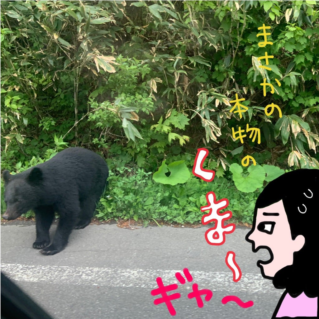 根曲がり竹採りで熊遭遇が多発する理由とは？命を守る最新対策を徹底解説