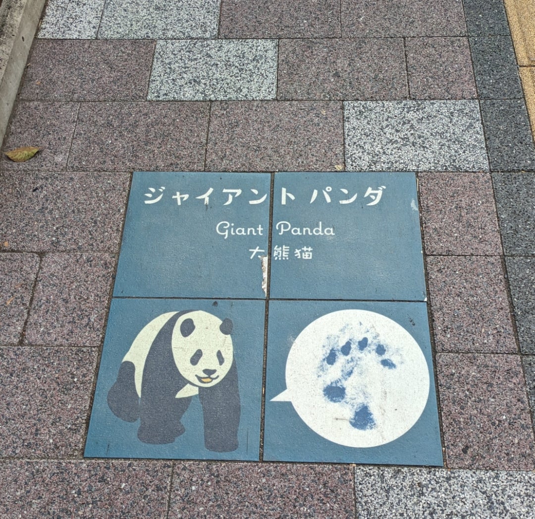 パンダを漢字で書くと「大熊猫」！熊なのに猫と名づけられた真相
