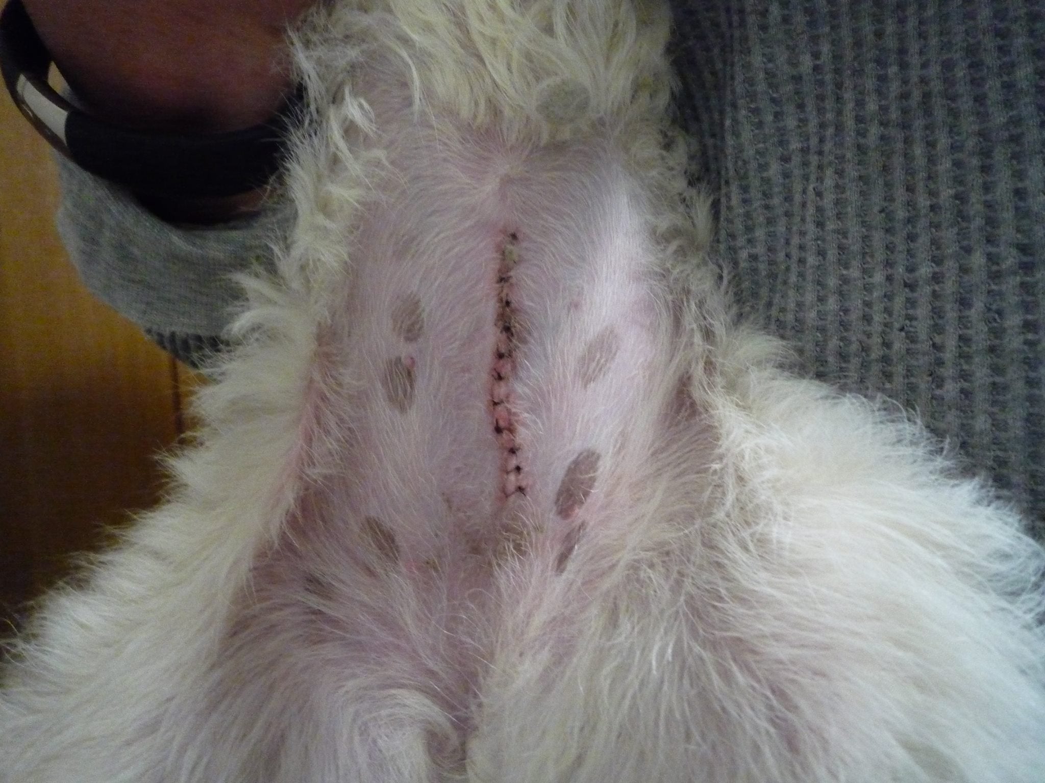 犬の避妊手術で後悔する飼い主の真実｜麻酔リスクと性格変化の防ぎ方