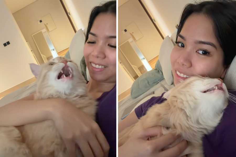 R. Ad Korean Singer Cat