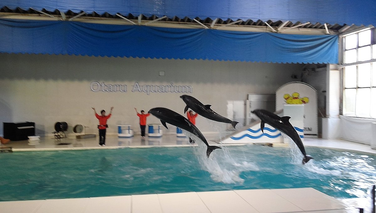 北海道の雄大な海と命が交差する「Otaru Aquarium」2026年最新レポート：大自然のダイナミズムと海の生き物たちが織りなす感動の体験へ