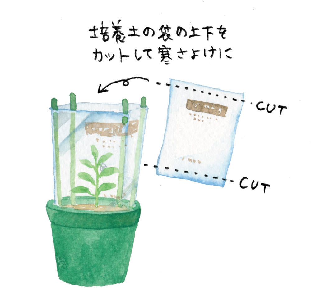 ピーマンの水やりは毎日Ng？プロが明かす失敗しない頻度と猛暑対策