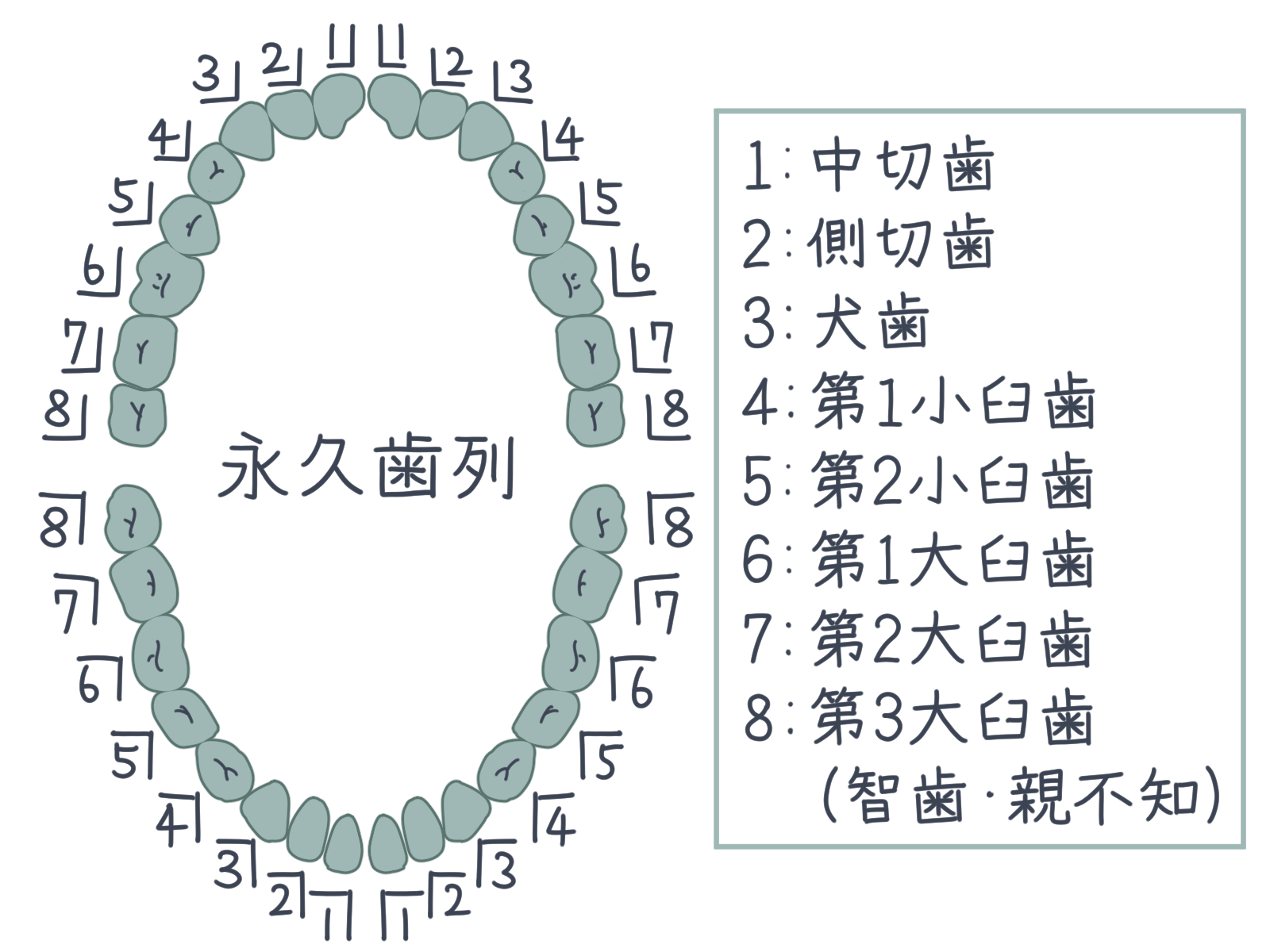 大人の歯の数は本来何本？28本と32本の違いや年齢別残存数を徹底解剖