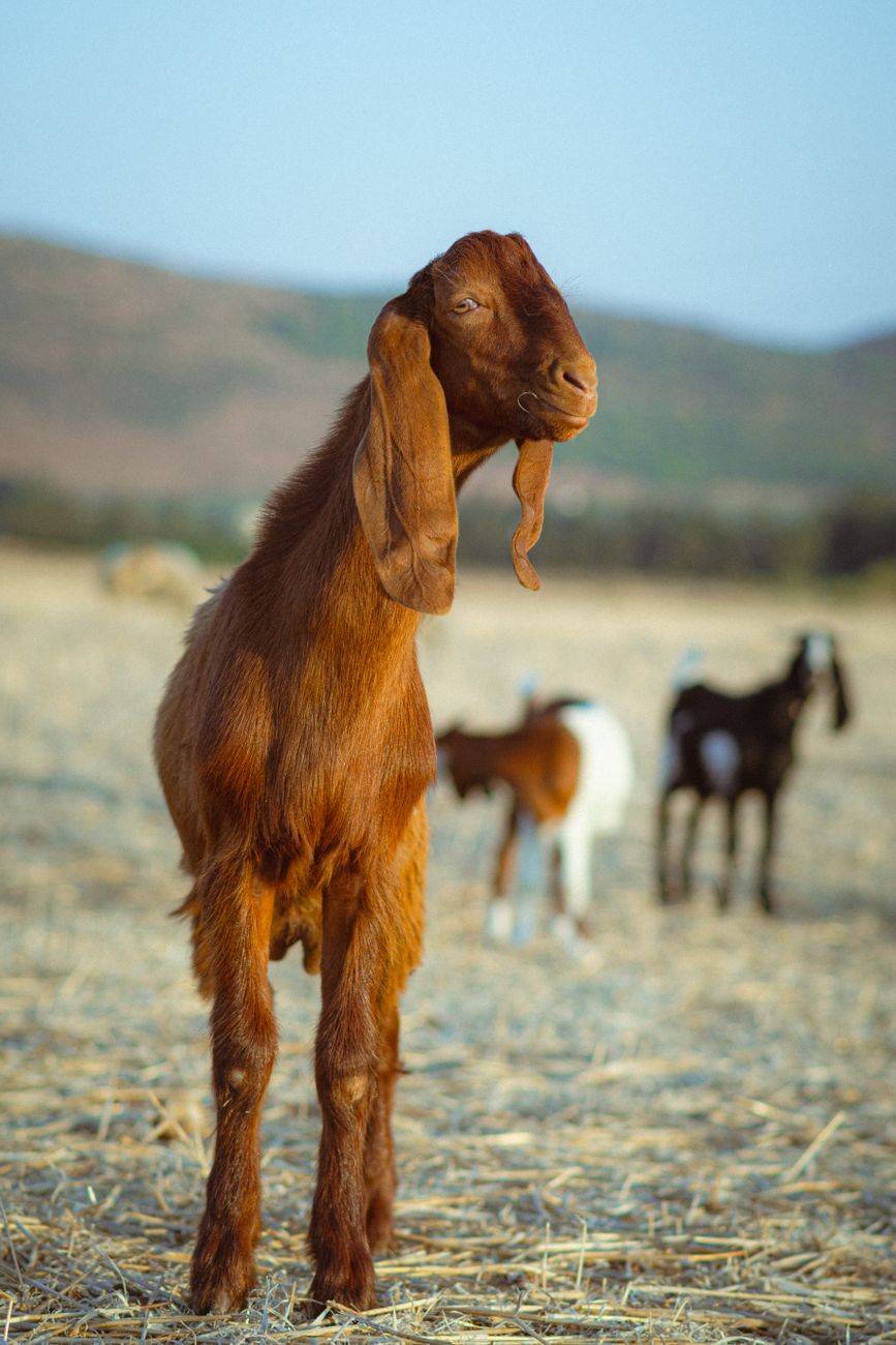 ヤギの絵文字がSnsを埋め尽くす理由——スラング「Goat」の本当の意味と2026年最新のカルチャー潮流