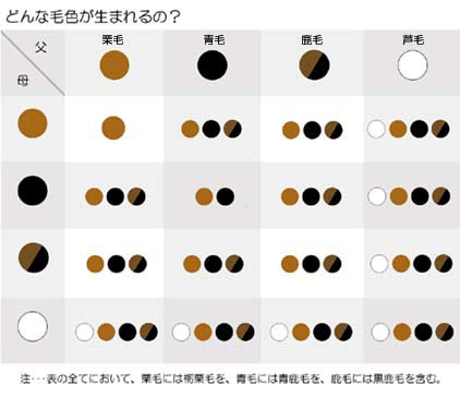 【噂】 毛色 が 違う 意味 衝撃の最新ニュース #660
