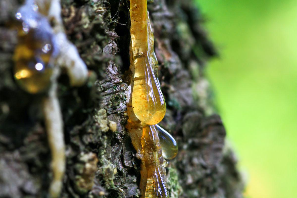 Tree Sap Uses Revealed: the Surprising Ways It Can Improve Your Life