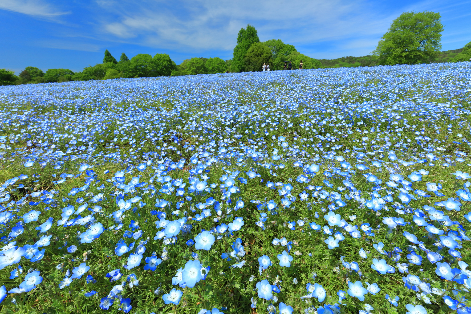 【2026年最新】広島の花絶景を満喫する旅！四季の話題スポットから現地記者が明かす穴場まで徹底ルポ