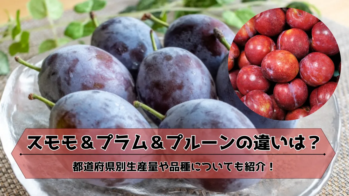 プラムとすももの違いとは？同じ果物説の真相と甘い品種・見分け方