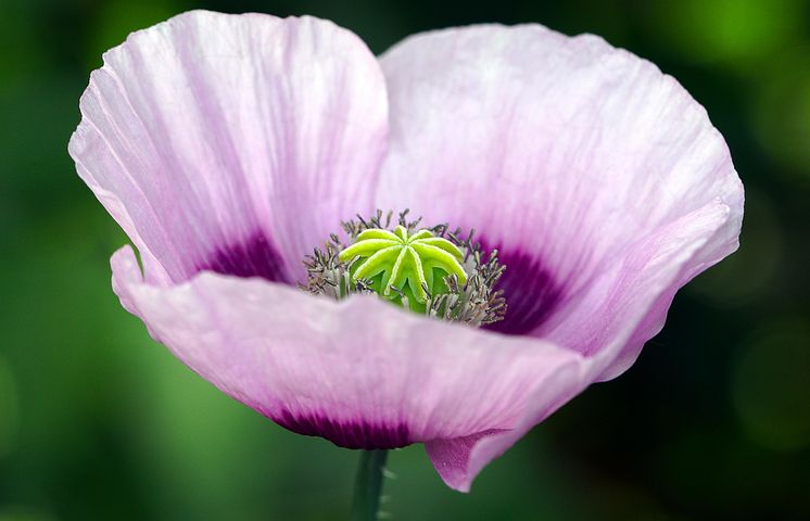 庭の雑草が違法薬物？ケシの花の見分け方と栽培規制の落とし穴