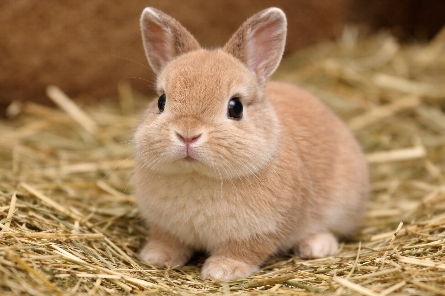 ネザーランドドワーフの寿命と人間換算｜長生きの秘訣と病気予防