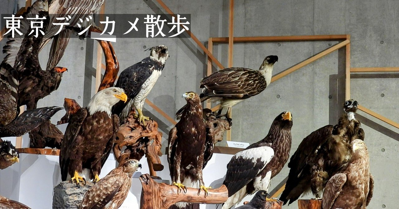 【2026最新】 鳥 手羽 元 さっぱり 煮 最新画像・動画まとめ #605
