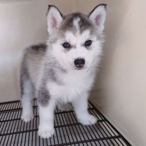人気沸騰のハスキーミックス犬！成犬時の大きさや性格・飼いやすさの真実