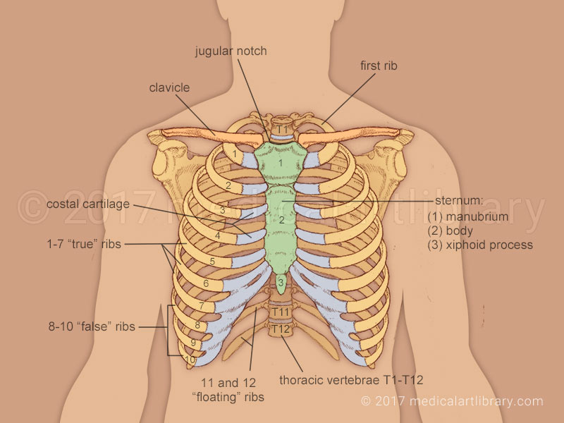 Ribs of the Body