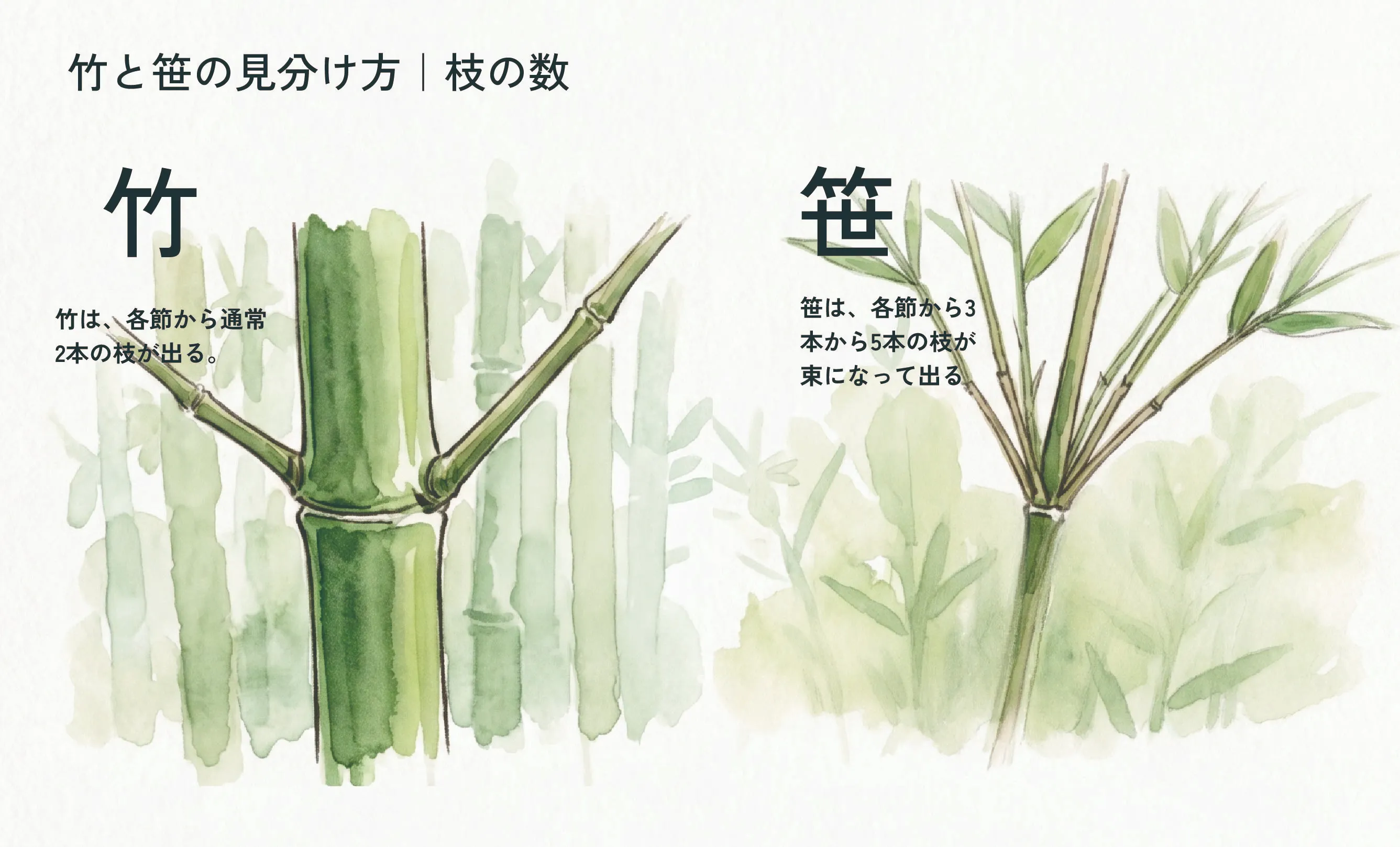 竹と笹の違いを完全解明！皮・葉脈・枝で見分ける植物学の真実