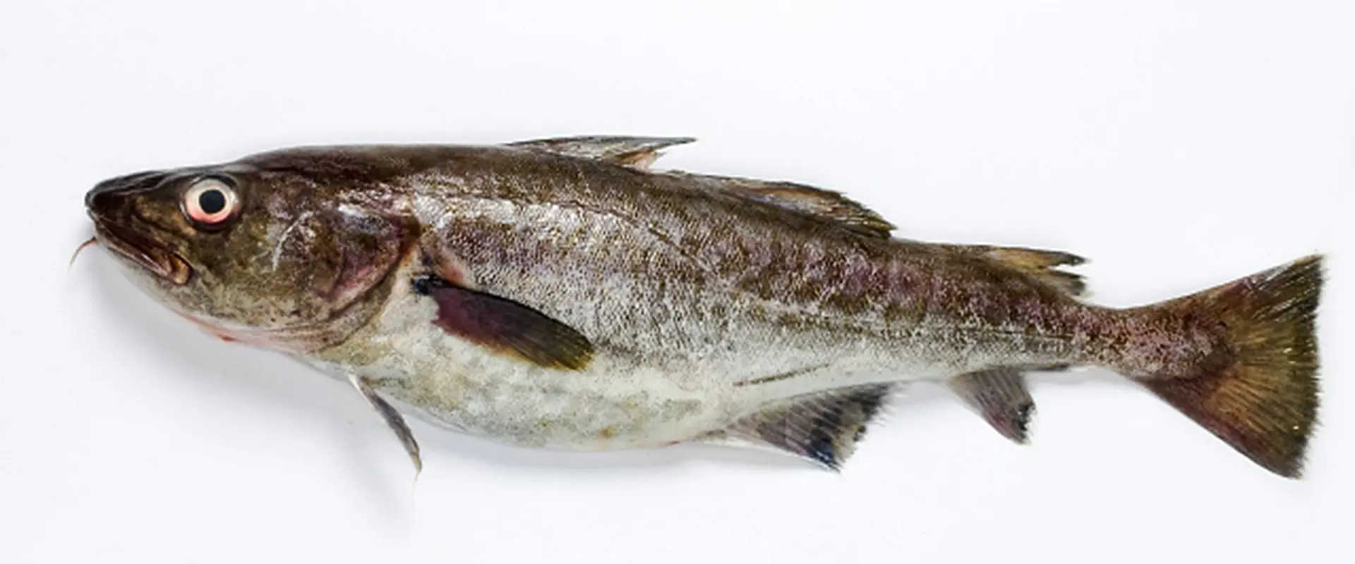 魚へんに雪と書く「鱈」の真相！名づけの由来と旬の旨味を徹底解剖