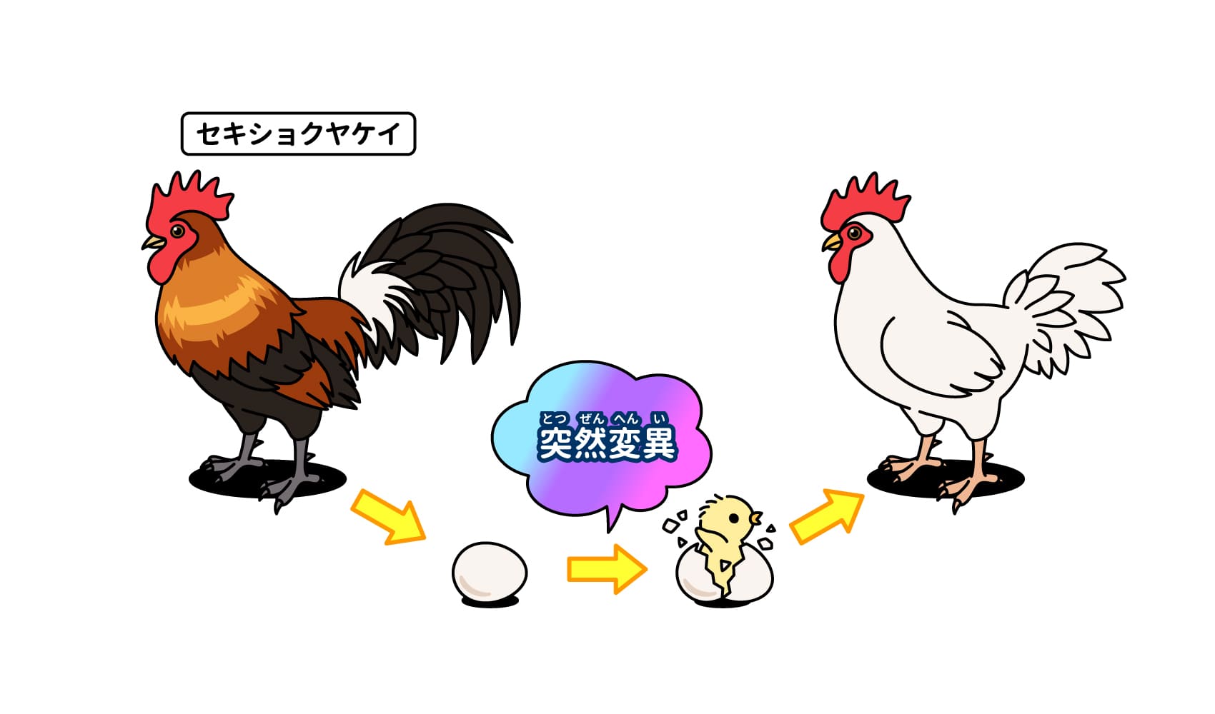 【2026年最新科学】「卵が先か鶏が先か」ついに完全決着？最新ゲノム解析と量子生物学が導き出した衝撃の解とは