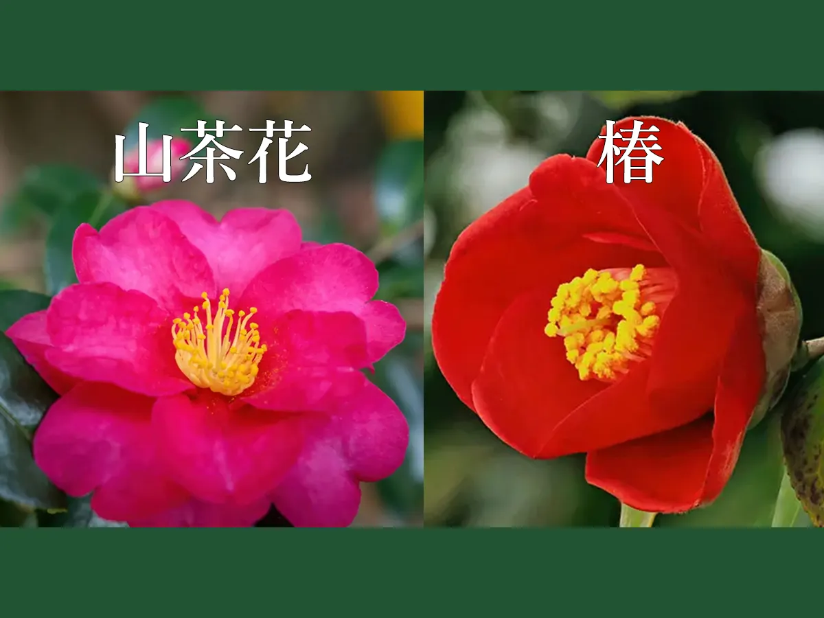 椿と山茶花の違いとは？散り方や葉・開花時期で見極める決定版