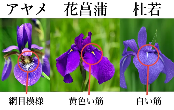 【衝撃】 菖蒲 と あやめ の 違い 最新情報まとめ 2026 #629