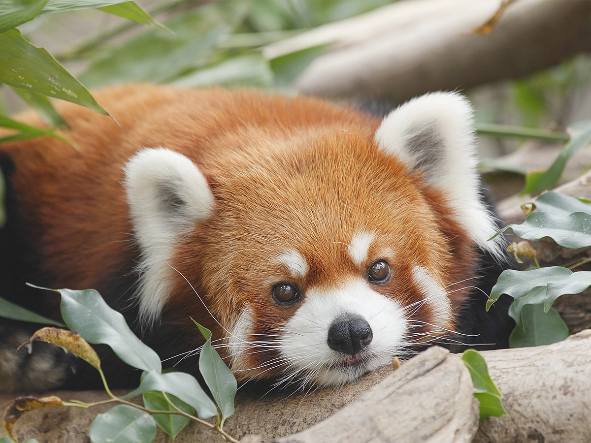 なぜレッサーパンダは絶滅危惧種？個体数激減の真相と保護の最前線