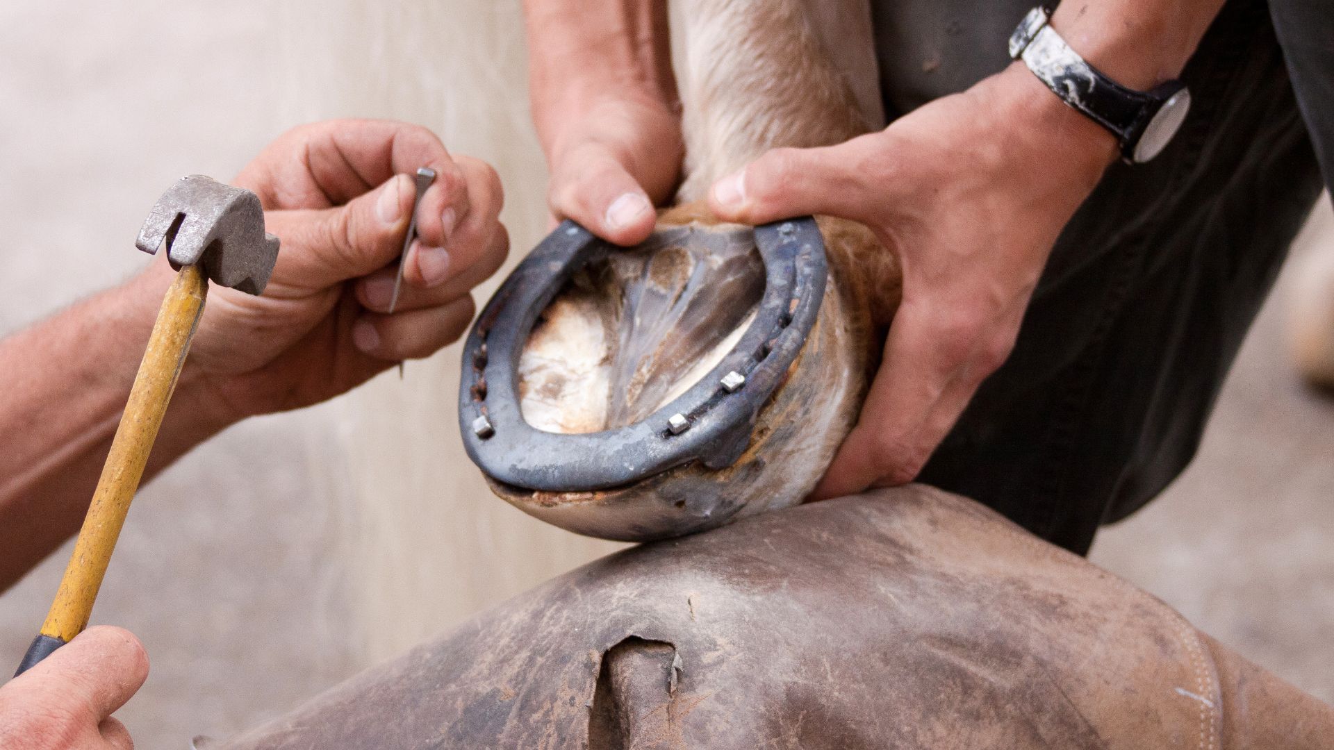 Why Does a Horse Need Shoes