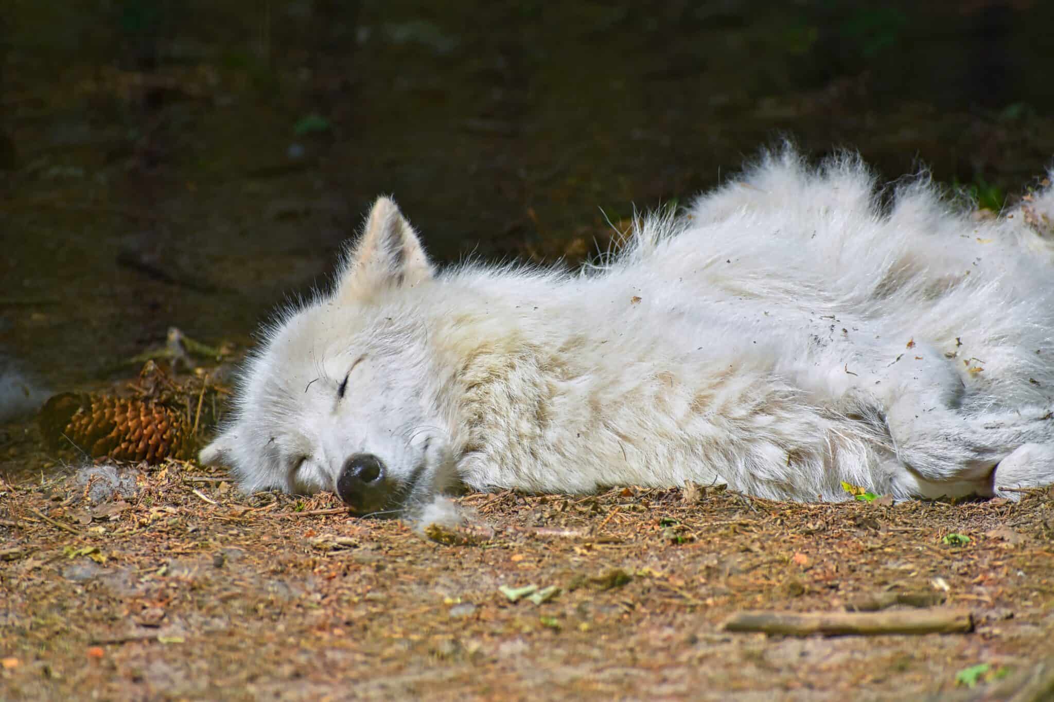 How Long Does a Wolf Sleep