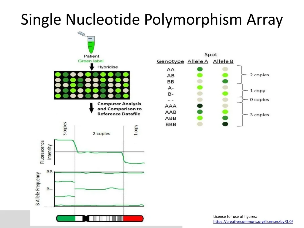 Single Nucleotide Polymorphism Array