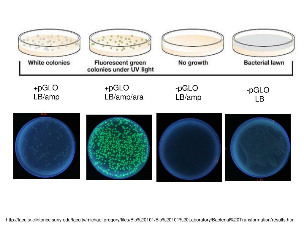 Let It Glow Bacterial Transformation Lab Answers