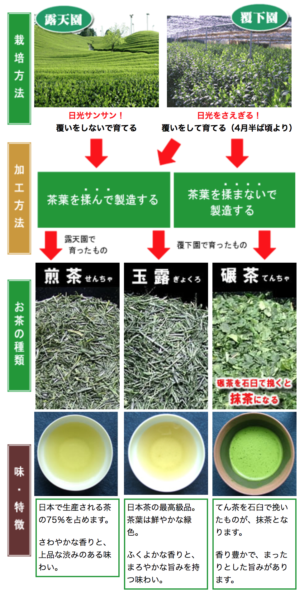 玉露と抹茶の違いを徹底解剖！製法とカフェインの差＆選び方完全ガイド