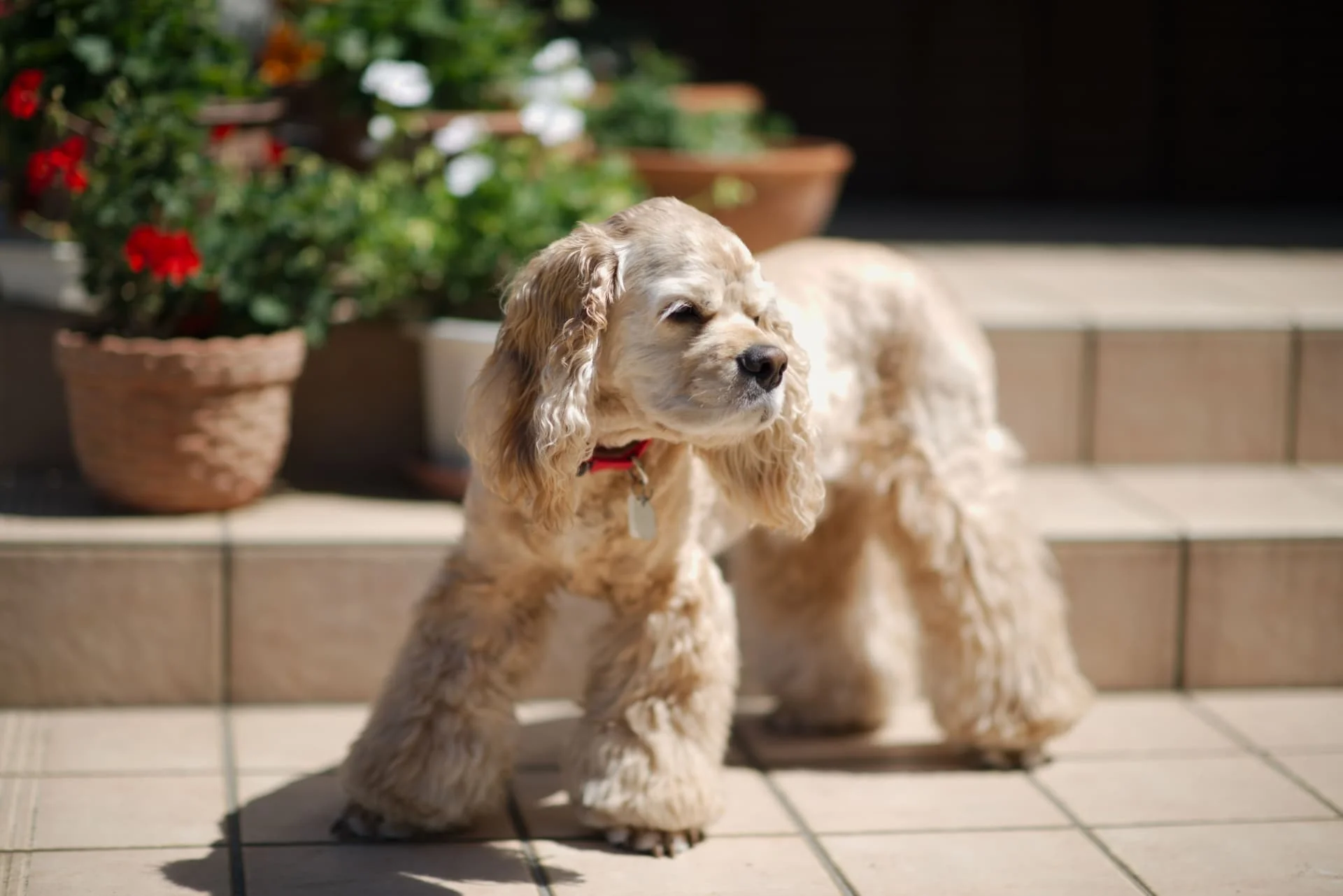 耳が長い犬の進化と魅力｜人気犬種の特徴と正しいケア法を徹底解剖