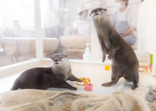 横浜・川崎で癒やしの極致！カワウソカフェ徹底比較と予約の裏技