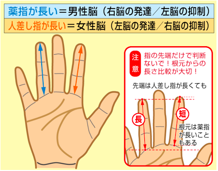 【動画まとめ】 薬指 長い 男 割合 最新ニュース速報 2026 #955