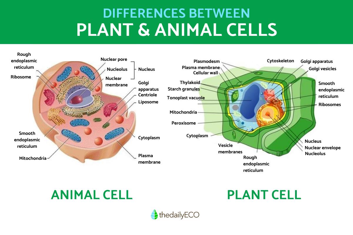 Name Three Differences Between Plant and Animal Cells