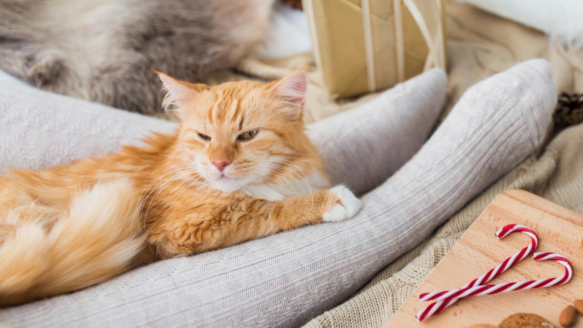 猫が足元で寝る理由と心理の真相｜見下している説の誤解と信頼のサイン