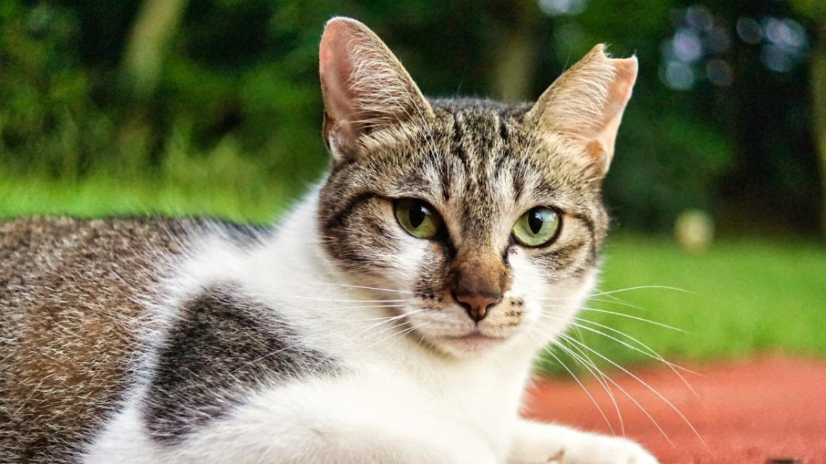 猫の耳カットの理由とは？「さくら耳」の左右の違いや痛みの真相を解説