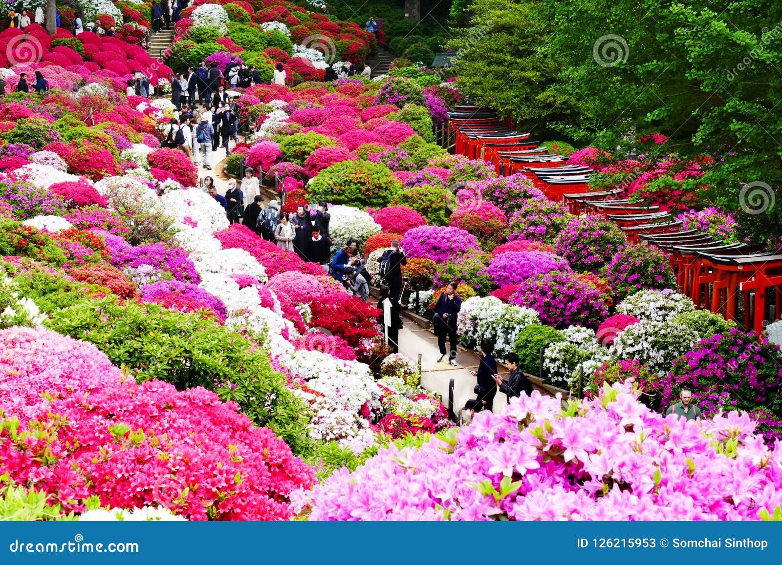 【2026年最新】東京・根津神社つつじ苑が開花ラッシュへ！絶景のグラデーションと歴史を巡る春の完全ガイド